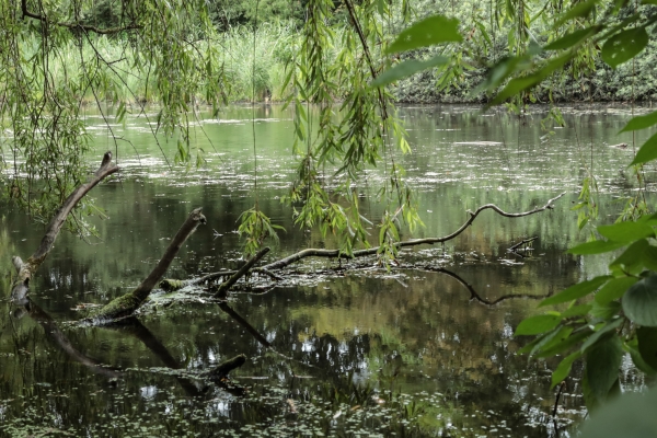 Naturschutzgebiet Berlin - (c) L Lammers.jpg